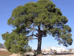 Tala y poda áreboles en Albacete