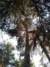 Tala y poda en altura de árboles Albacete