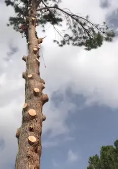 Tala y poda en altura de árboles en Albacete y provincia