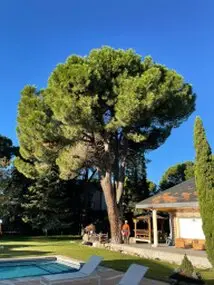 Tala y poda en Altura de árboles en Albacete y provincia