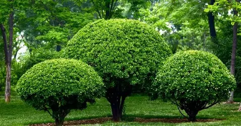 Tala y poda en Altura de árboles en Sevilla y municipios